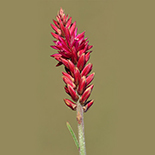 Hermbstaedtia odorata